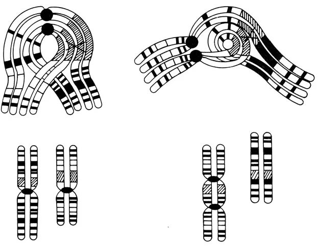 Спаривание хромосом. Кроссинговер при инверсии. Генетика Фогель. Тату инверсия. Фогель ф., Мотульски а. генетика человека.