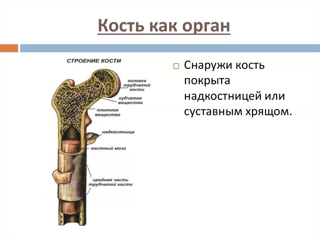 Строение кости взрослого человека. Строение.кости..органа. Состав кости как органа. Кость как орган анатомия. Кость как орган строение и функции кости.