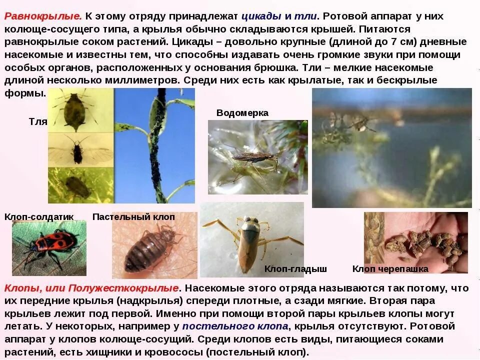 Тля относится к насекомым. Равнокрылые насекомые представители. Ротовой аппарат тли. Тля отряд насекомых. Внешнее строение равнокрылых.