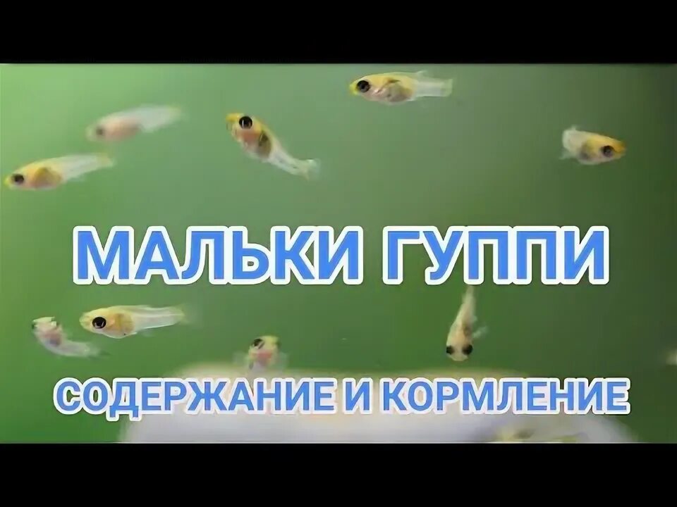 Содержание мальков