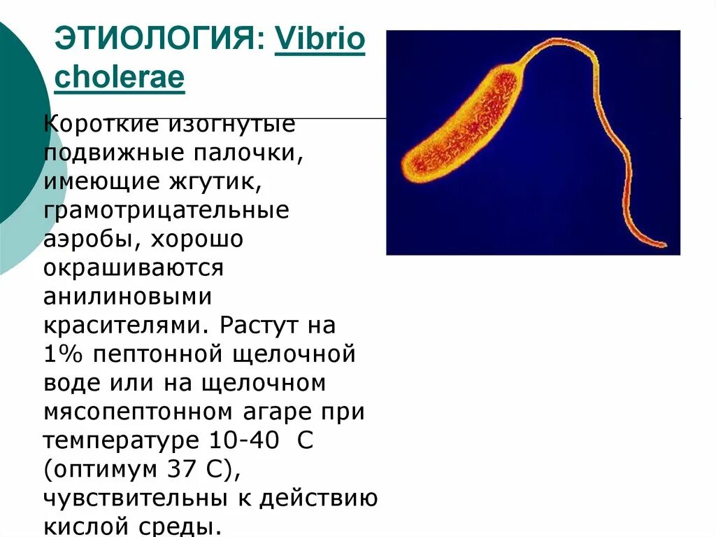 Известно что холерный вибрион вид подвижных. Антибиотики холерный вибрион. Холерный вибрион это бактерия. Вибрио холера морфология. Vibrio cholerae морфология.