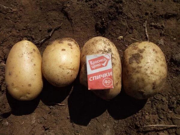 Картофель Аризона - описание сорта, фото, отзывы Аризона, Картофель, Выращивать 