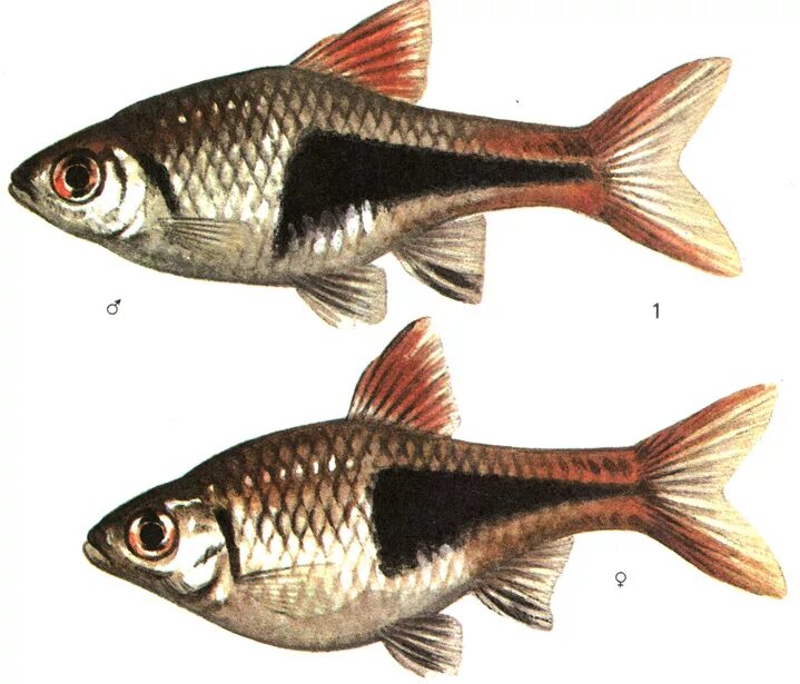 Как отличить рыбок самца от самки. Рыба расбора клинопятнистая. Расбора гетероморфа клинопятнистая. Расбора гетероморфа рыбка. Рыбка расбора самец самка.