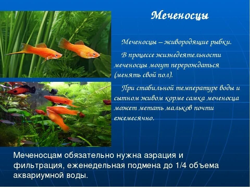 Особенности рыб 2 класс. Меченосец характеристика рыбок. Ситцевый меченосец аквариумная рыбка. Лирохвостый меченосец самец. Меченосец краткое описание.