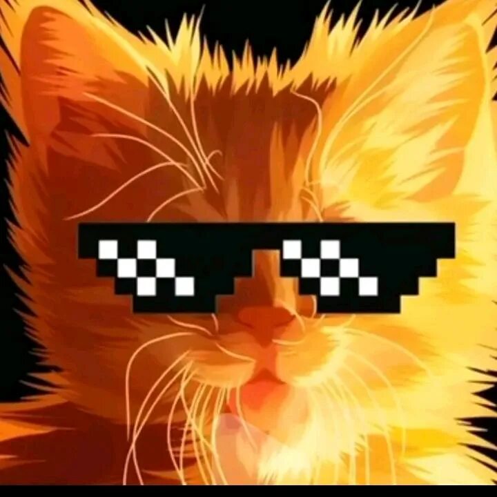 Симба котенок. Симба старший и симба младший. Симбачка младший. Кот симба из тик тока. Симбочка тикток.