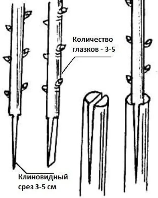 Срез черенка. Прививка яблони врасщеп. Прививка яблони подвой привой. Схемы прививки плодовых деревьев. Прививка в расщеп плодовых деревьев.