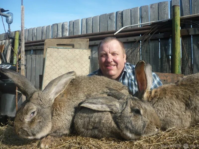 Авито породы кроликов. Новозеландский Фландр. Фландер самый крупный. Фландер дом.