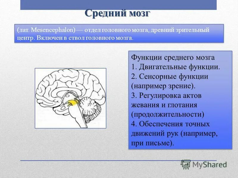 Согласованность движений 11 букв. Средний мозг строение. Средний мозг и его функции. Функции среднего мозга человека. Средний мозг головного мозга функции.