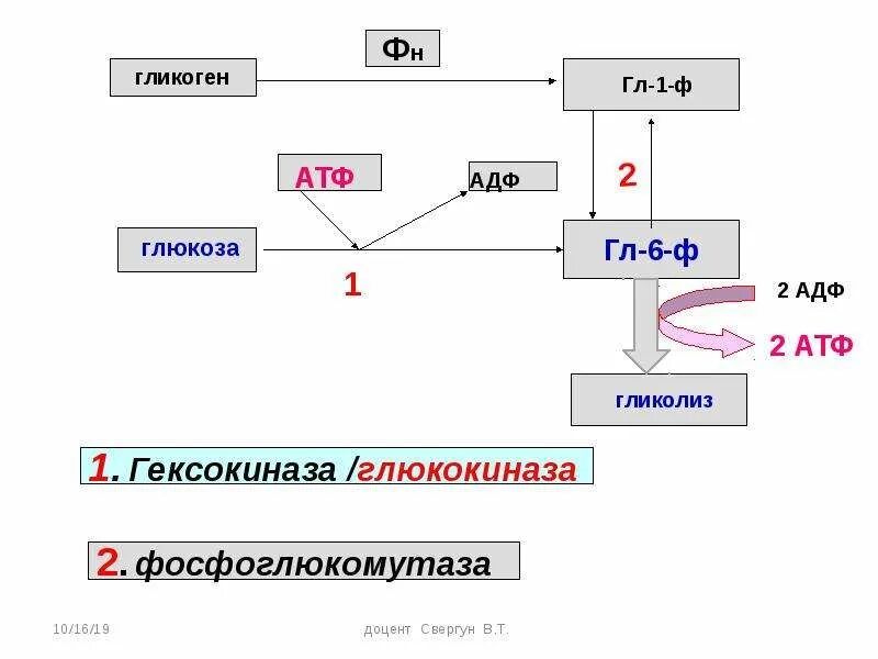 Расщепление глюкозы происходит в клетках. Схема расщепления глюкозы. атф адф глюкоза. анаэробное расщепление это. глюкокиназа в гликолизе.