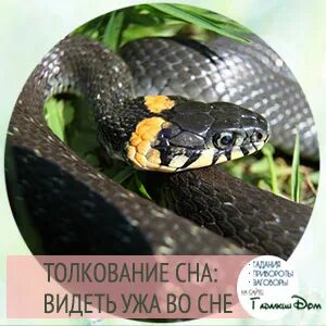 Уж во сне