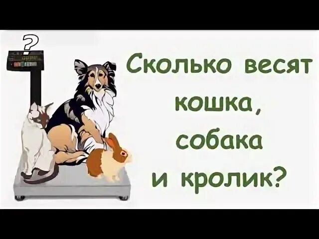 Сколько весит кот, кролик, и собака вместе?. Сколько весит собака кошка и мышка. Собака и кошка весят