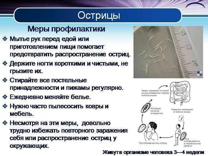 Паразиты в организме человека острицы. Острица человеческая энтеробиоз. Острицы возбудитель энтеробиоза у детей. Энтеробиоз клинические проявления. Острицы инкубационный.