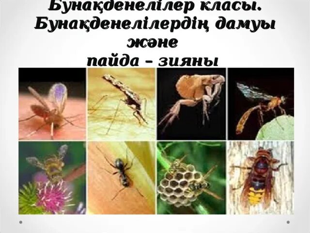 Сабақ жоспары зоология презентация. Бунақденелілер класы. Бунақденелілер класы. Бунақденелілер қалай дамиды жаратылыстану 4 сынып. Бунақденелілер қалай дамиды жаратылыстану 4 сынып.