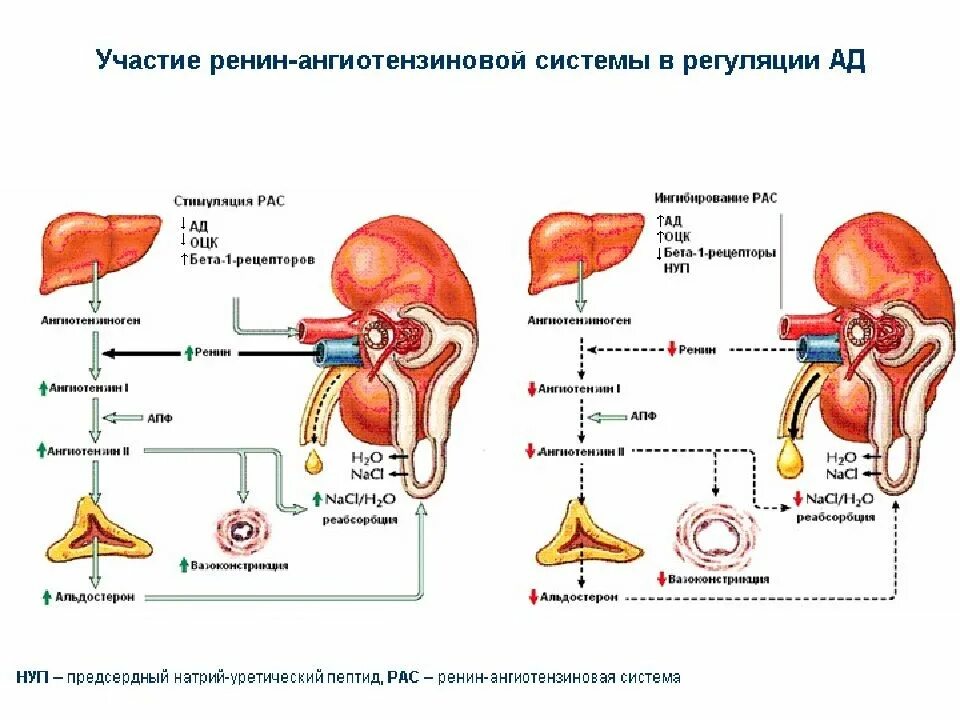 Почки научная статья. Почка Анатомическое строение функции. Почка строение и функции физиология. Функции почек анатомия. Почки строение и функции анатомия и физиология.