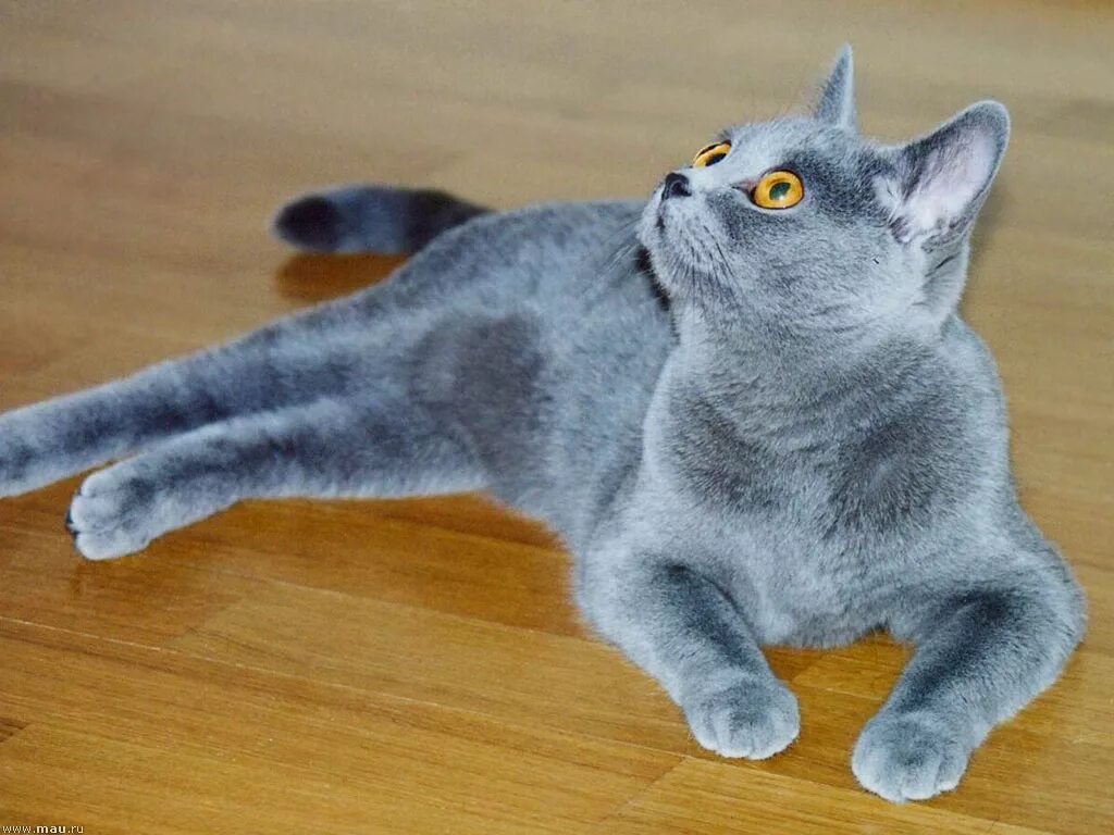 Кот голубого окраса. Голубой британец кот. британская короткошёрстная кошка голубого окраса. британец кот голубой окрас. голубая британка кошка.