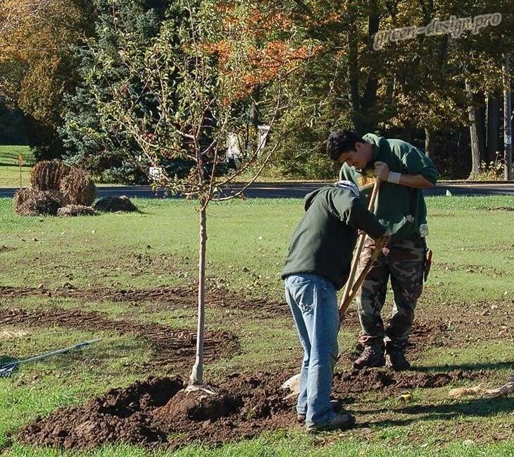 Посадка деревьев и кустарников на участке. Посадка деревьев. Посадка плодовых деревьев. Окапывать деревья. Посадка деревьев в саду.