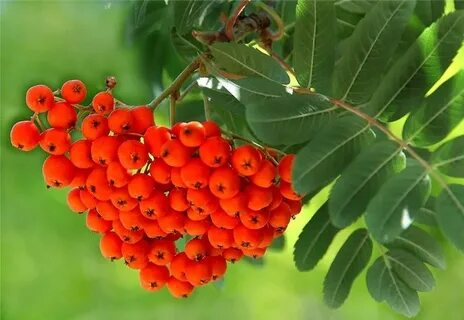 Почему плоды рябины