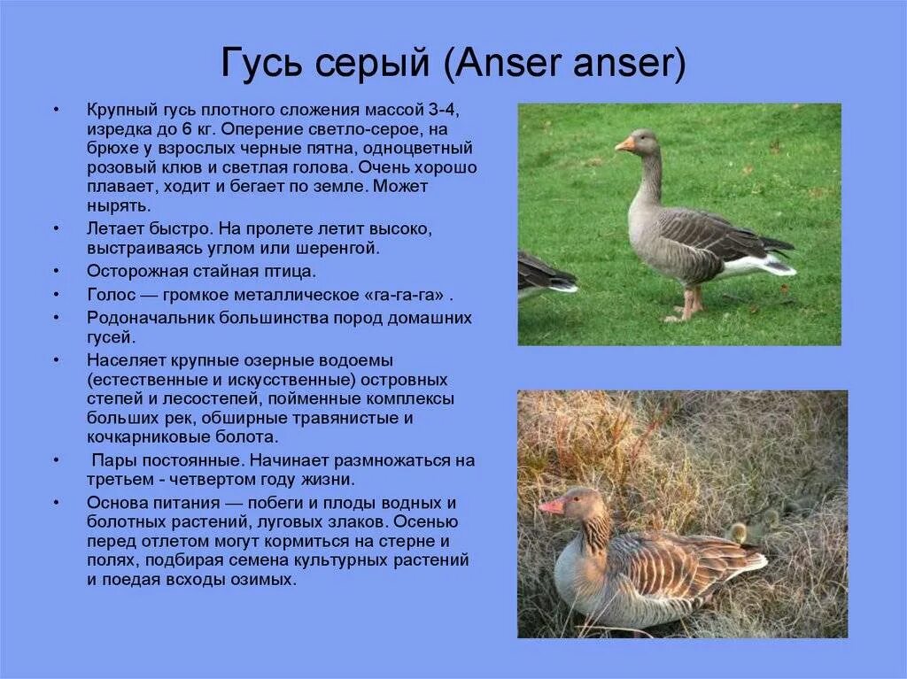Раевский Инкубатор - Купить живую птицу оптом и в розницу