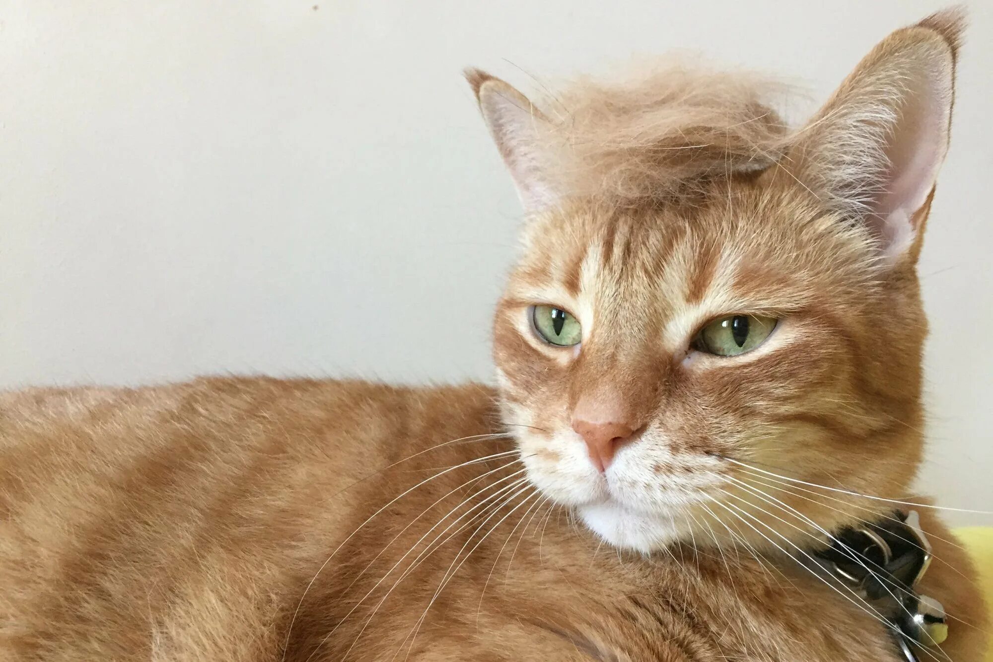 Рыжие девушки. Девушка с рыжим котом. Рыжий кот волосы. Коты с прическами. Рыжая девочка.