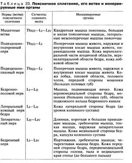 Нервные узлы спинномозговые нервы черепные нервы