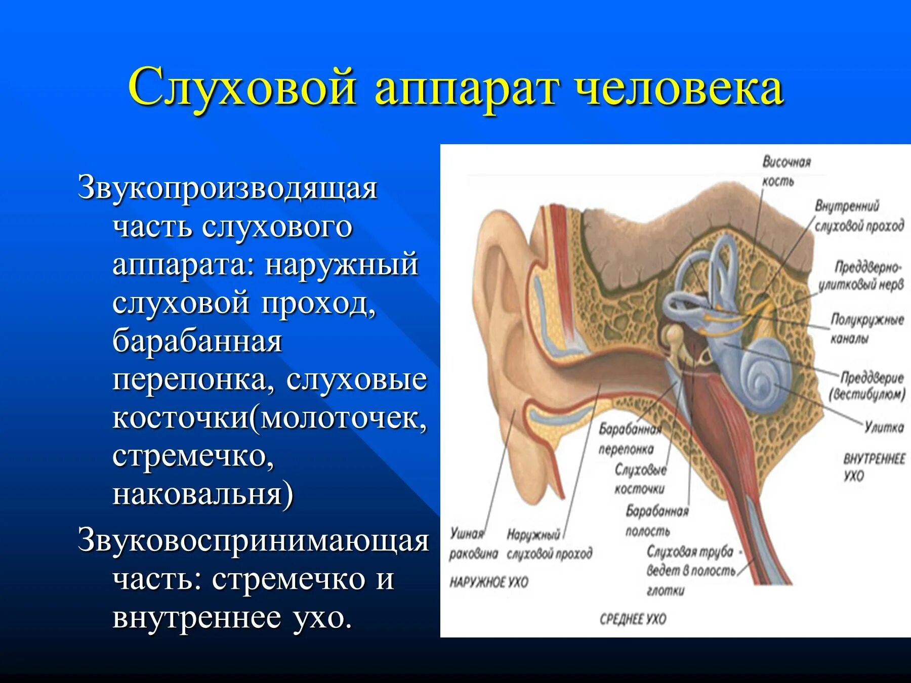 Органом слуха человека является. Наружный слуховой аппарат анатомия. Слуховой аппарат строение анатомия. Функции наружного слухового аппарата. Строение слухового аппарата человека.