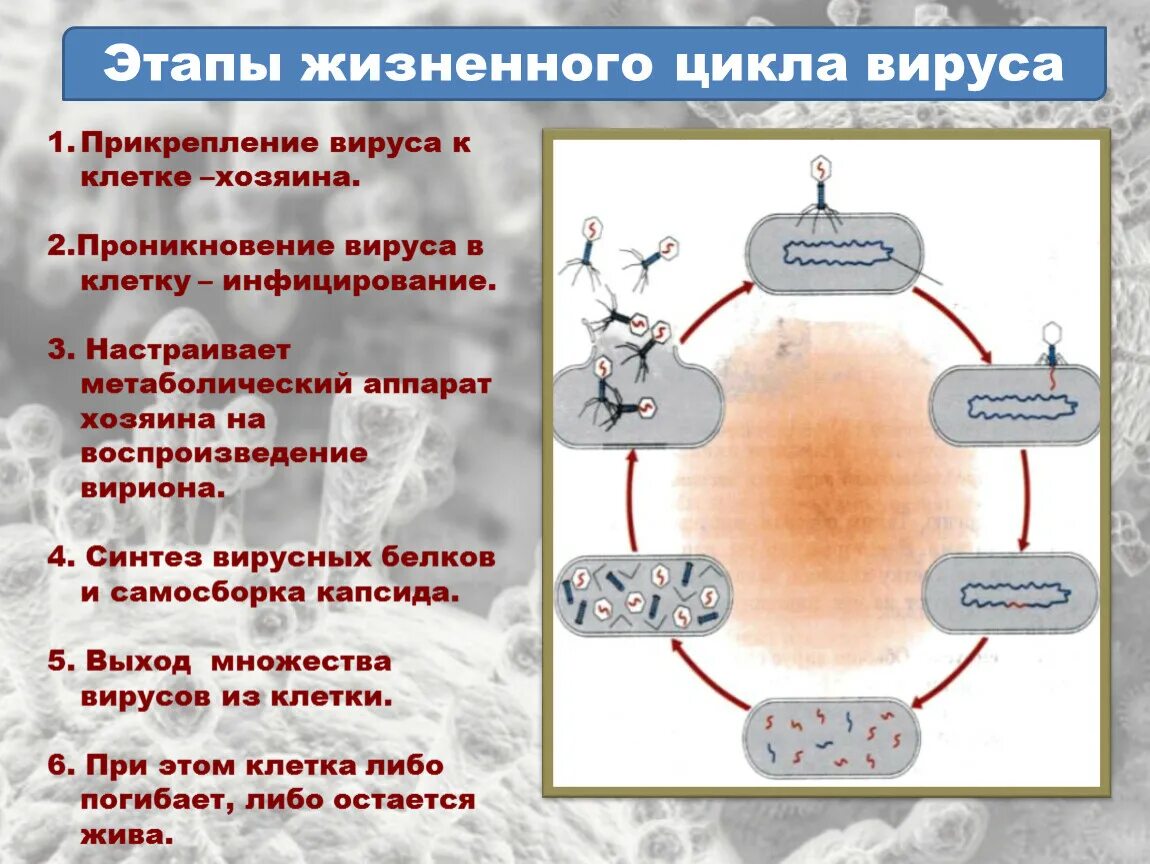 Установите правильную последовательность жизненного цикла клетки. Стадии жизненного цикла вируса. фазы жизненного цикла вируса. этапы жизненного цикла вируса. схема жизненного цикла вируса гриппа.