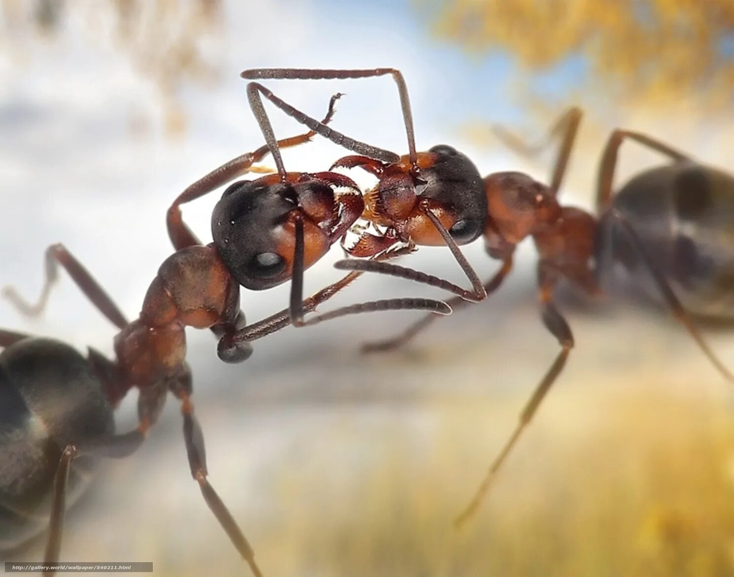 фото муравьев. волосистый лесной муравей. красивый муравей. муравей. покажи фотку муравьев.