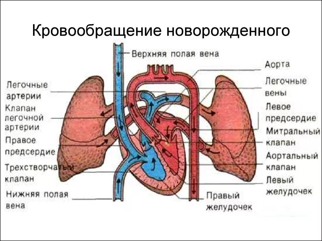 Кровообращение новорожденного схема. Схемы системы кровообращения ребёнка. Сердечно-сосудистая система анатомия схема. Афо системы кровообращения новорожденных. Гемодинамика у детей