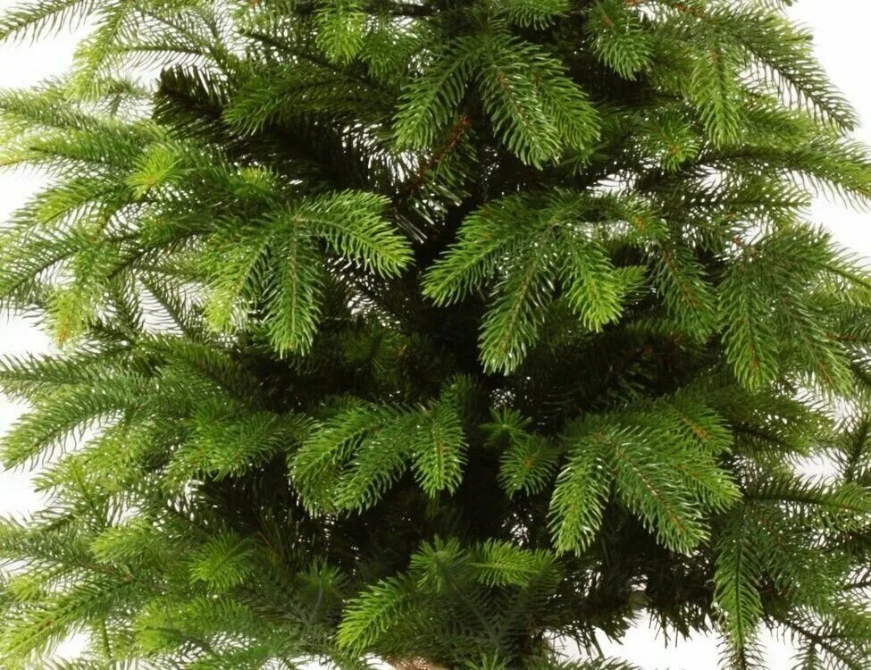 венок царь елка диаметр 45. новогодний венок царь елка сапфир. царь елка раскидистая премиум 210. Beatrees ель искусственная cosmos 2. царь елка байкальская элитная.