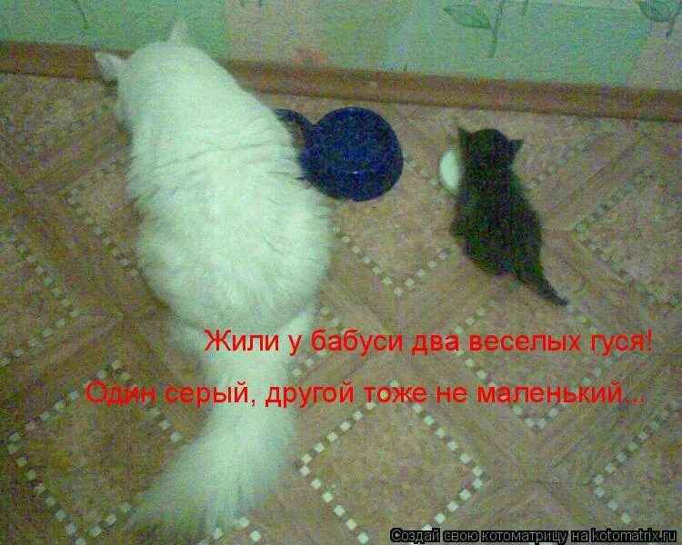 жили у бабуси два веселых гуся оба голубые. жили у бабуси два веселых гуся оба голубые. один желтый другой синий слава украине. один желтый другой синий. жили у бабуси два веселых гуся один желтый другой синий.