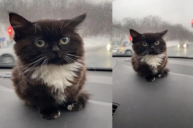 Котёнок чмоня в играх. Чмоня вирго. Чмоня котенок мемы. Шлепа и чмоня. Чмоня.