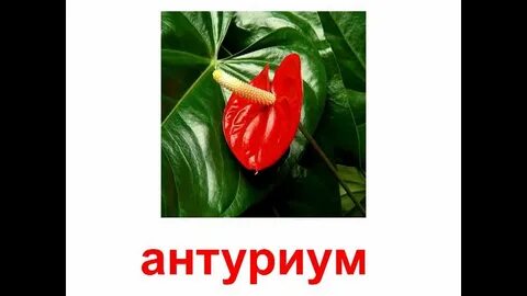 Растение с надписями картинки