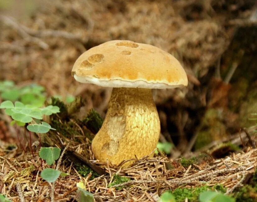 Желчный гриб какой. Горчак, ложный белый гриб. Желтый подберезовик. Tylopilus felleus. Желчный гриб и подберезовик.