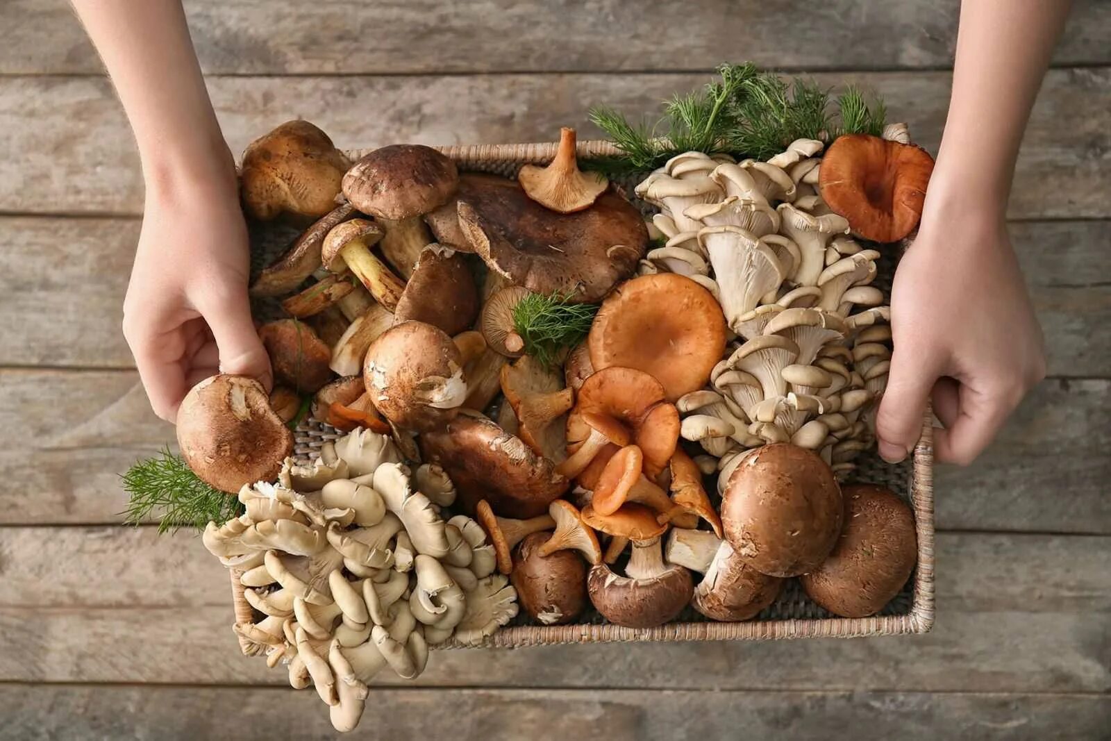 Как можно использовать грибы