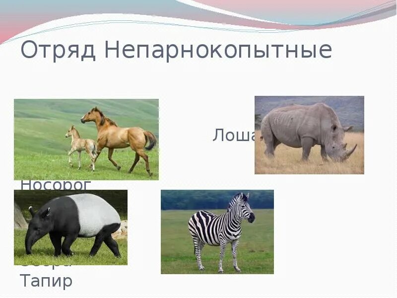 К отряду непарнокопытных относятся