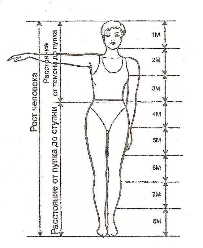 Длина рук составляет. Пропорции тела человека золотое сечение. Идеальные пропорции тела золотое сечение. Идеальные пропорции женского тела золотое сечение. Золотое сечение в пропорциях человека.