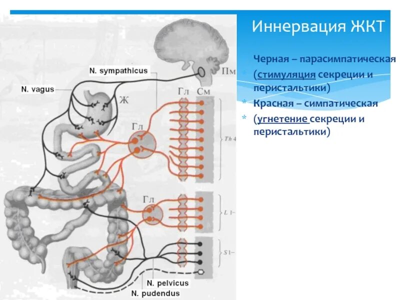 Кишечник и тип нервной системы. Парасимпатическая иннервация толстого кишечника. схема вегетативной иннервации желудка. симпатическая иннервация толстой кишки. иннервация толстой кишки схема.