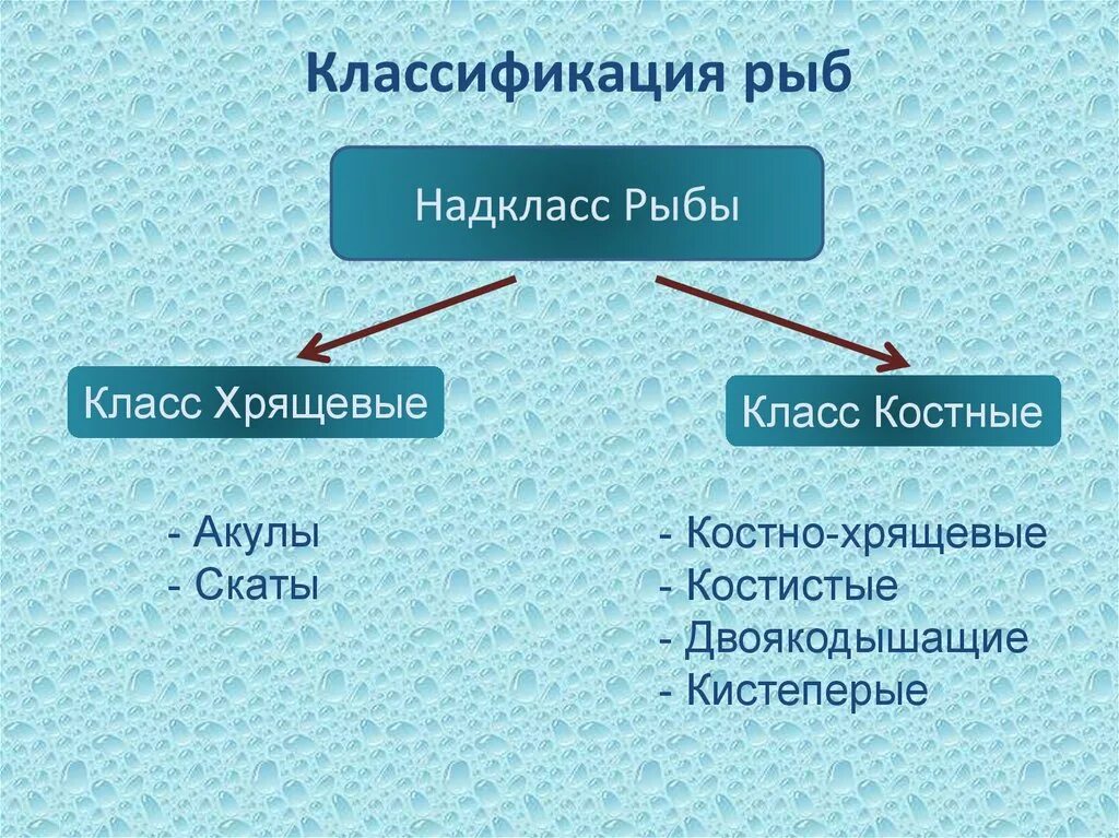 Классификация рыб класс