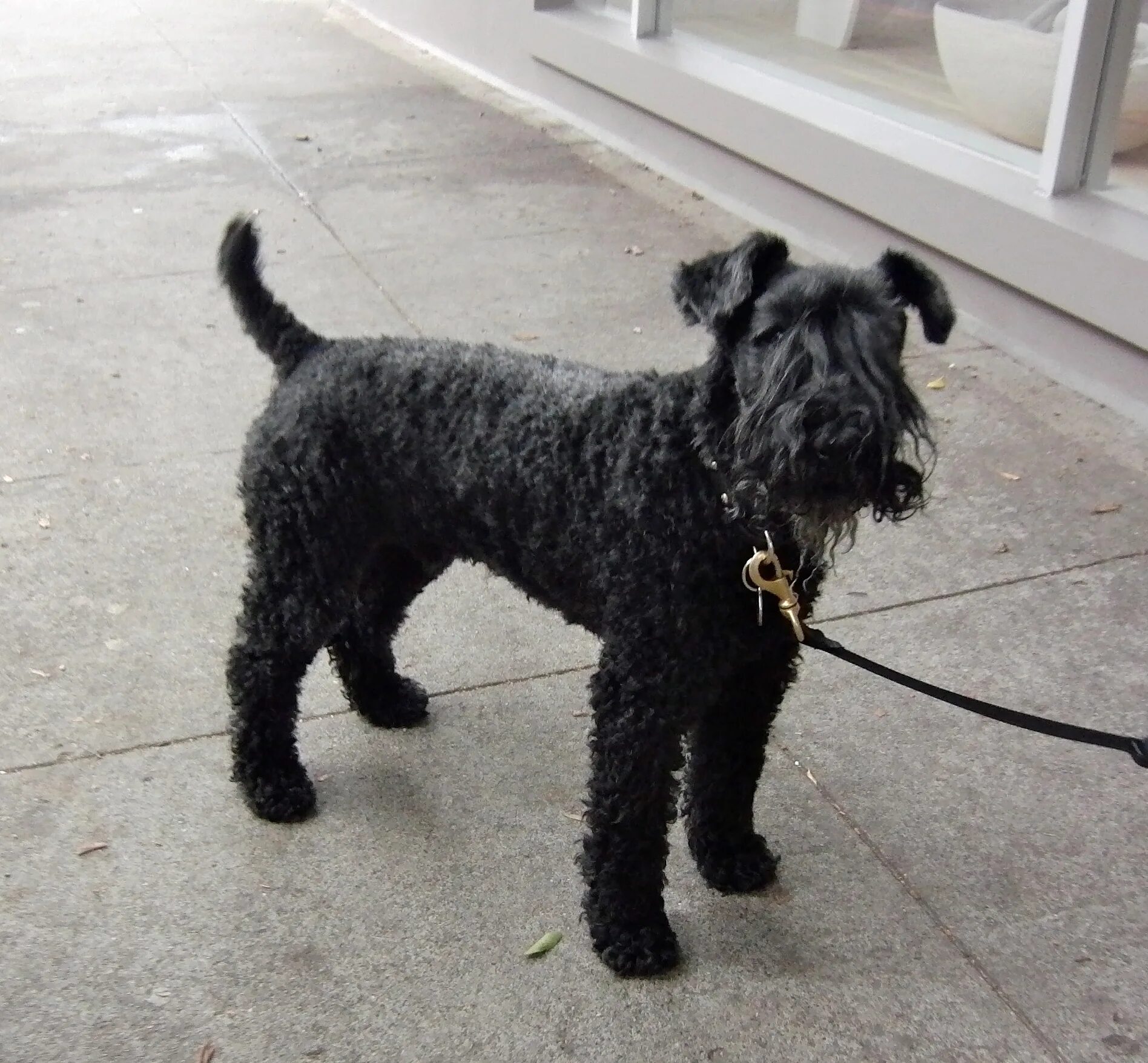 Голубой керри блю терьер. Голубой керри блю терьер. Ирландский керри блю терьер. Керри терьер. Керри терьер.