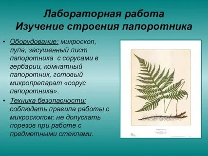 Охарактеризуйте отличие современных папоротников от вымерших