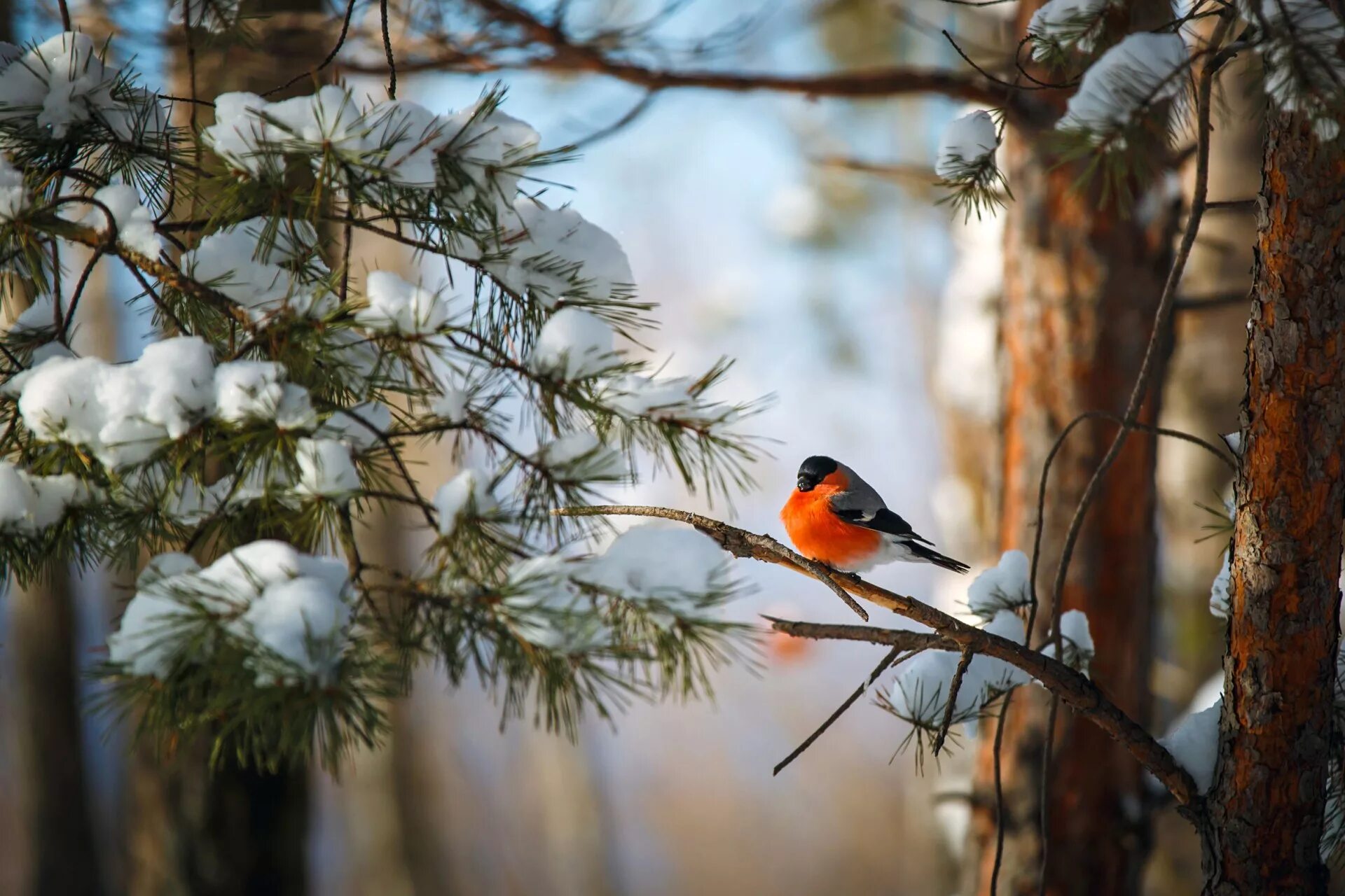 Природа снег птица. Снегирь в тайге. Снегири зимой. Птицы в зимнем лесу. Снегири в зимнем лесу.