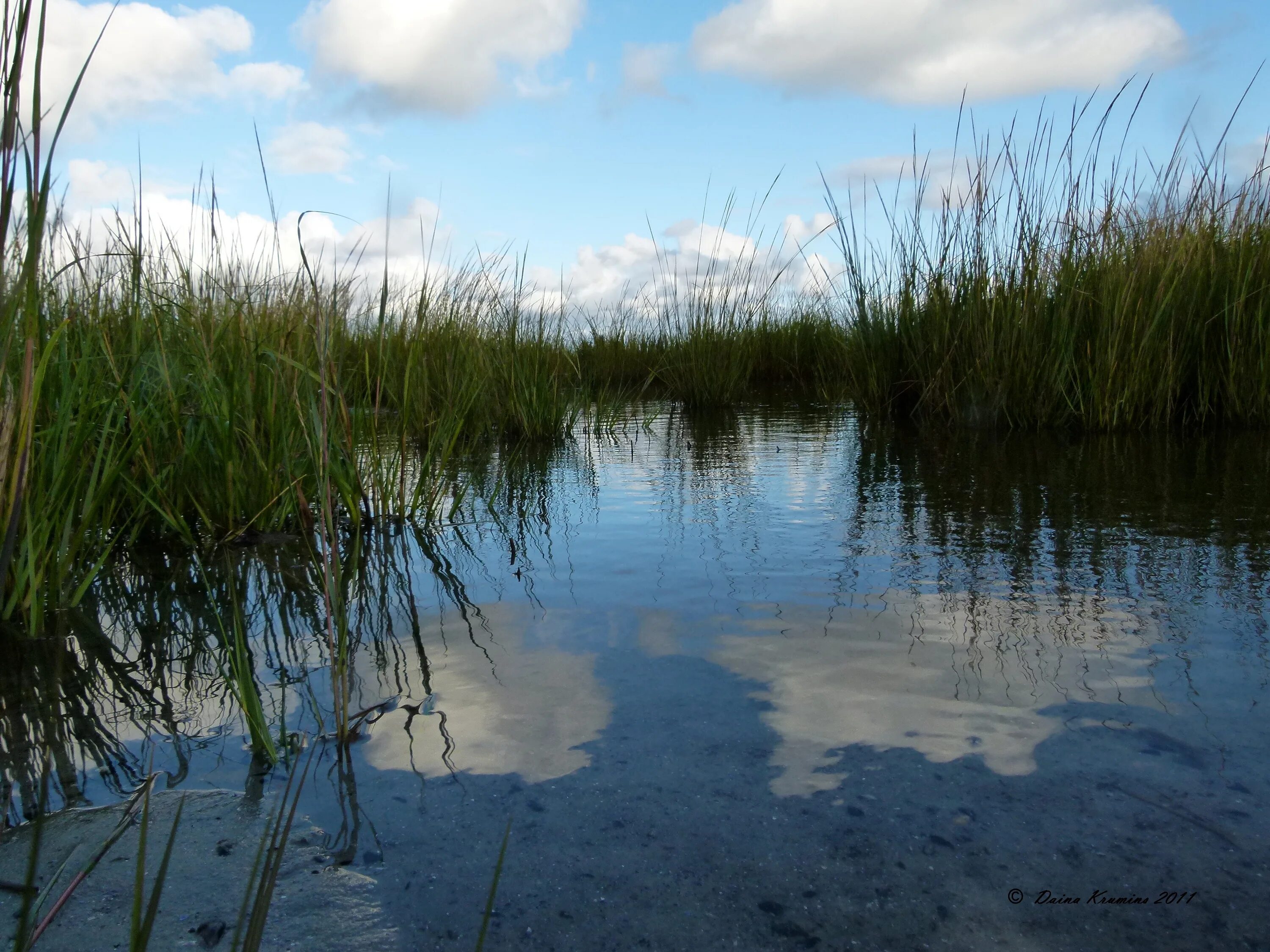 Болотистая вода. Болото. Болотная вода. Болото вода. Зеленеющее болото.