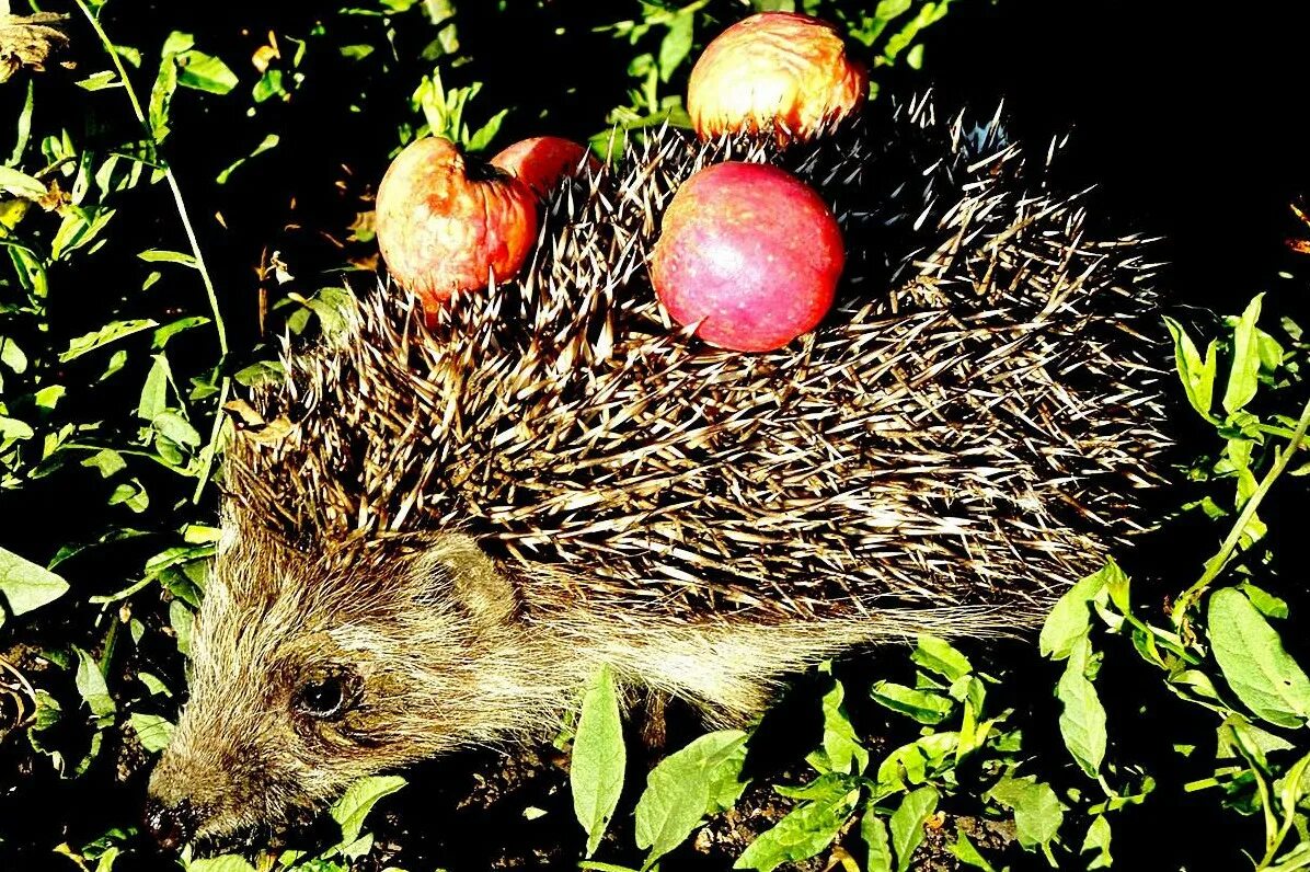 Ежик носит яблоки. Ежик носит яблоки. Обыкновенный ёж с ежатами. Ежик с грибами. Ежик с яблоком на спине.