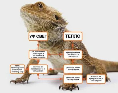 Рептилии в цифрах