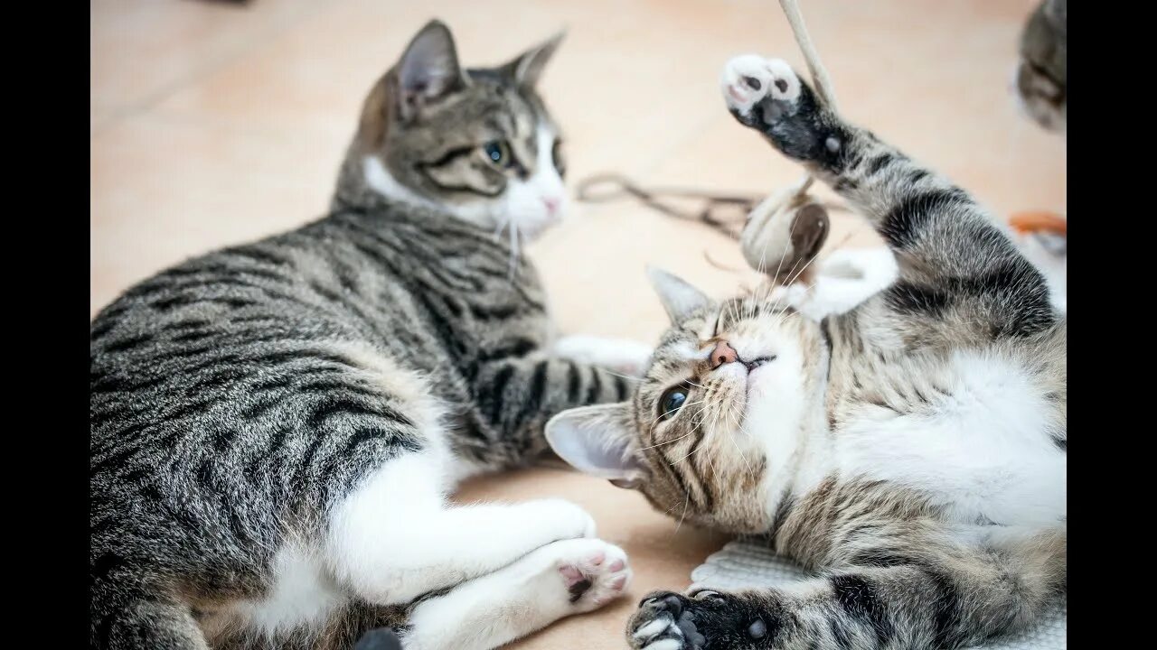 Сколько играть с кошкой