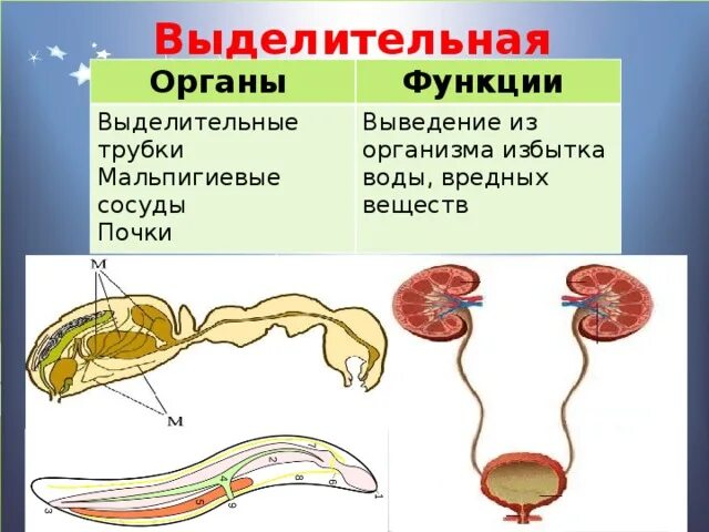 Выделительная нервная система представлена. Функции выделительной системы животных. функции выделительной системы позвоночных. выделительная система позвоночных животных. функции выделительной системы органов животных.