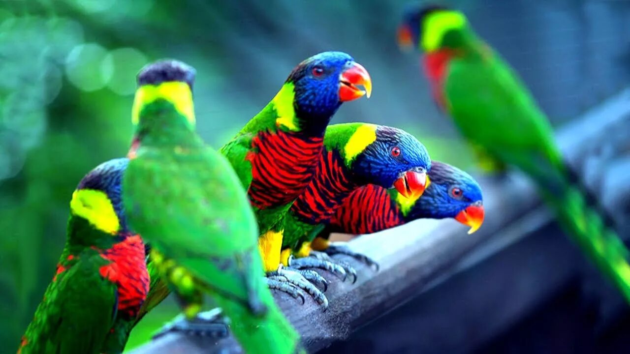 Birds 1 часть. Most colored Bird. Exotic Birds food for Breeders Bay. PNG is Home to one of the World’s very few poisonous Birds.