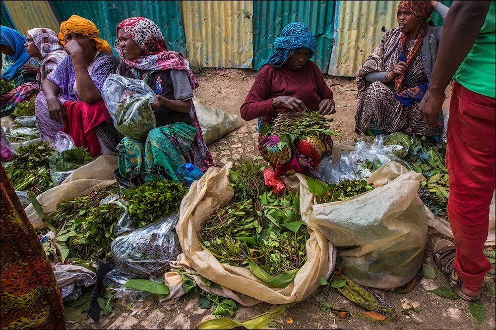 Йемен (юго-запад азии). Кат растение эфиопия. Йемер. Йемен растение кат. Кат йемен трава.