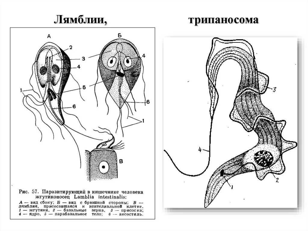 Lamblia intestinalis (схема). Строение вегетативной формы лямблии. Цикл развития лямблии схема. Строение лямблия рисунок с подписями. Схема лямблии.