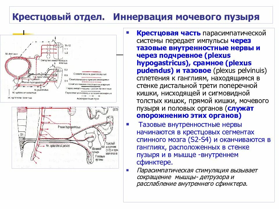 Иннервация мочевого. Рефлекторная дуга мочеиспускания. Иннервация мочевого. Иннервация мочевого. Анатомо-физиологические особенности мочевыделительной.